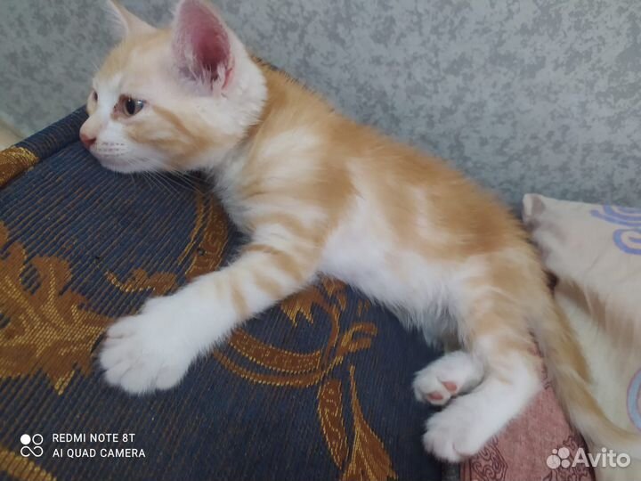 Рыжий мраморный котенок в дар