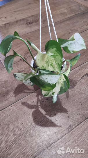 Растения в горшках