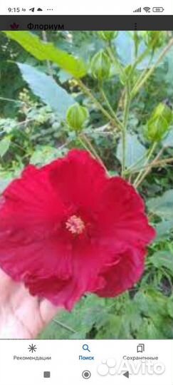 Гибискус