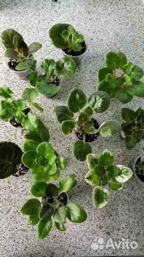 Фиалки,Кампанула Невеста,Пеларгонии