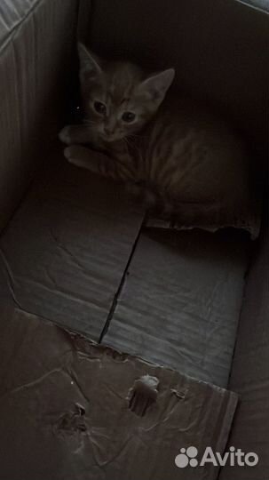 Кошка в дар бесплатно