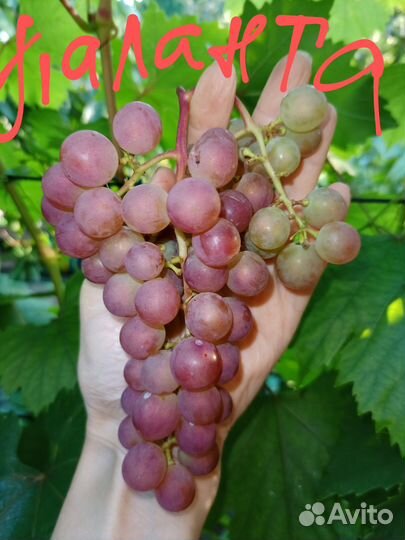 Виноград для Подмосковья