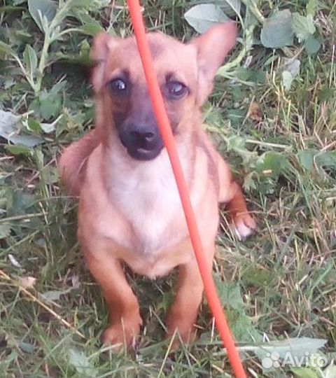 Собачка для сумочки