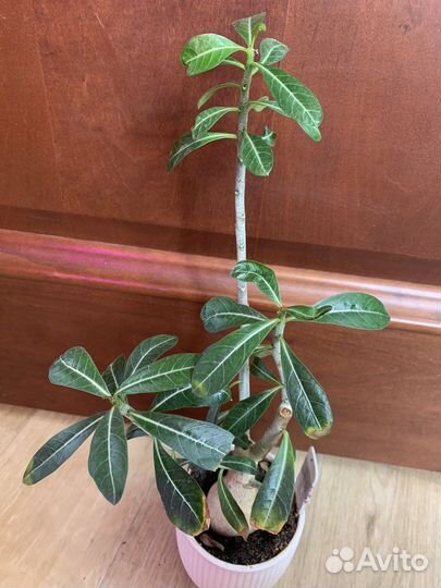 Домашние цветы