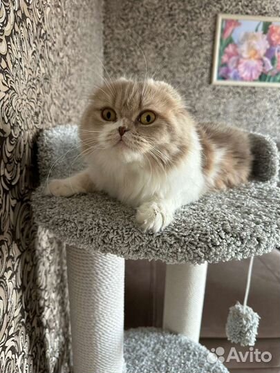 Продам скоттиш фолд