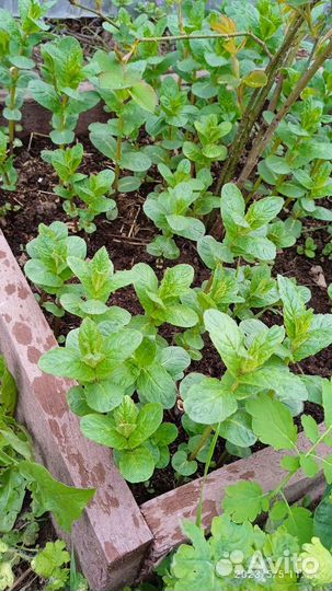 Саженцы плодово- ягодные