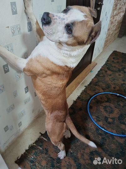 Стаффорд вязка