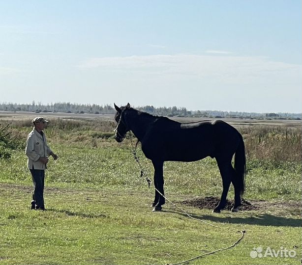 Продаются лошади