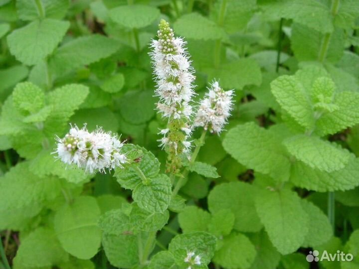 Мята сушеная для ванн