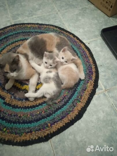 Котята в добрые руки бесплатно