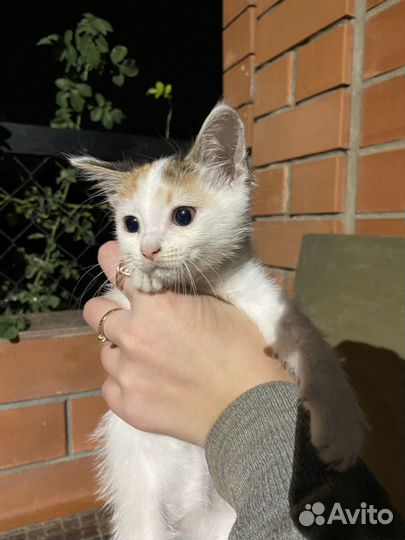 Кошечка, длиноухая