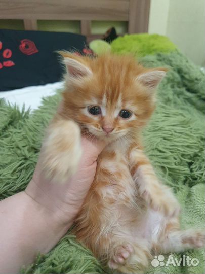 Кошка персидская