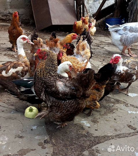 Куры домашние