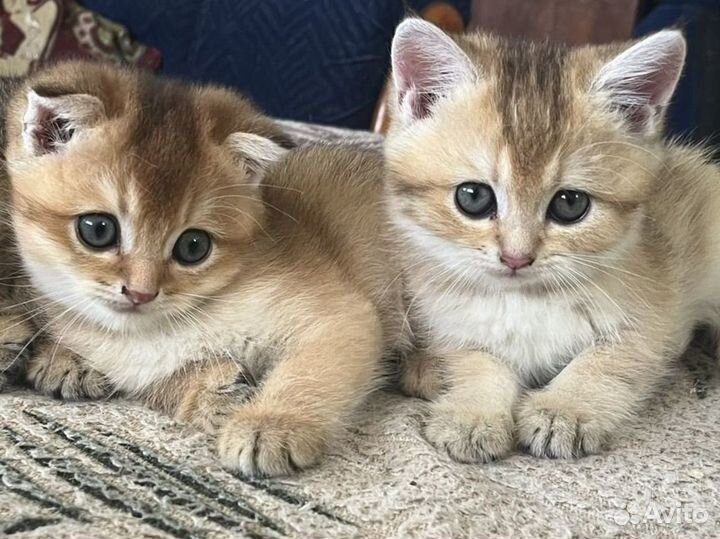 Продажа британских золотых шиншилл