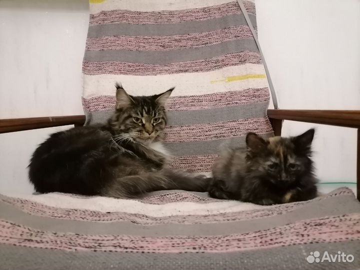 Котенок девочка