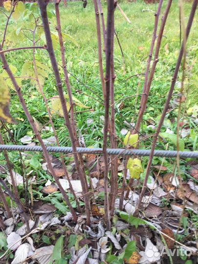 Саженцы малины ремонтантной 