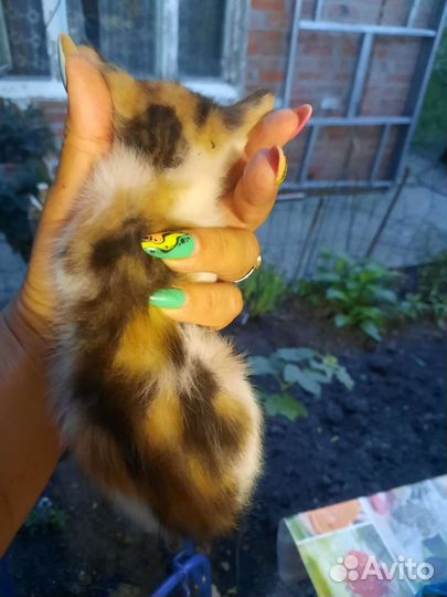 Кошечка трехцветная