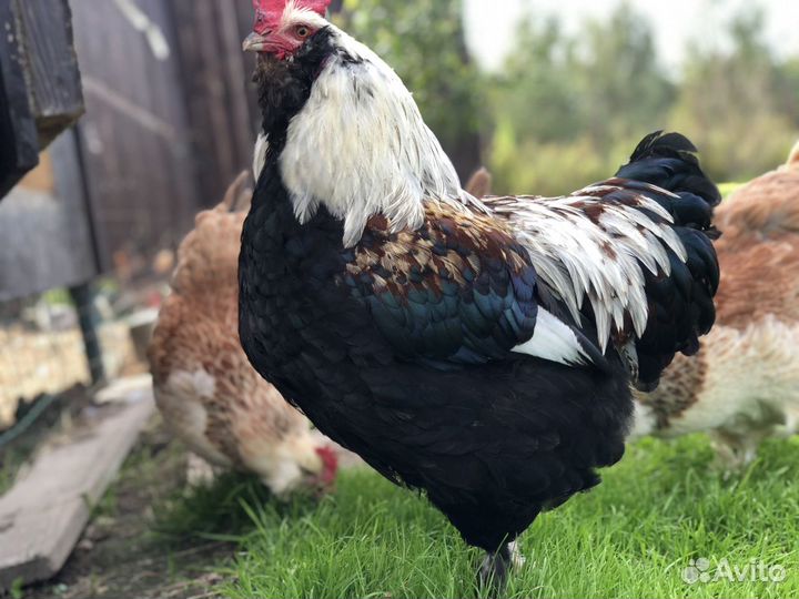 Инкубационное яйцо Маран, Амераукан и Фавероль