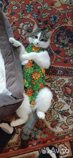 Стерилизация, кастрация