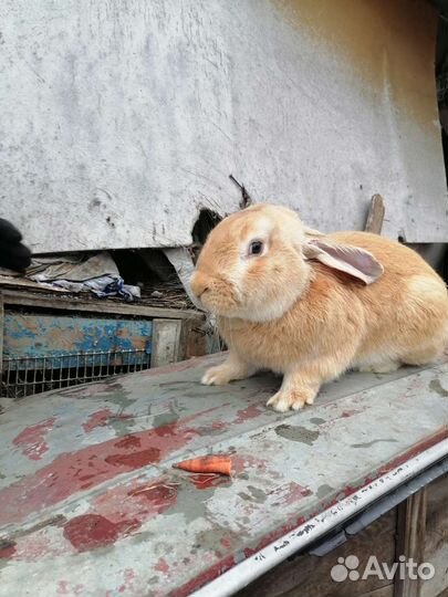 Продаю кролов