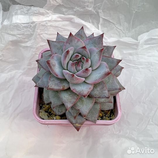 Суккуленты/ Эчеверии