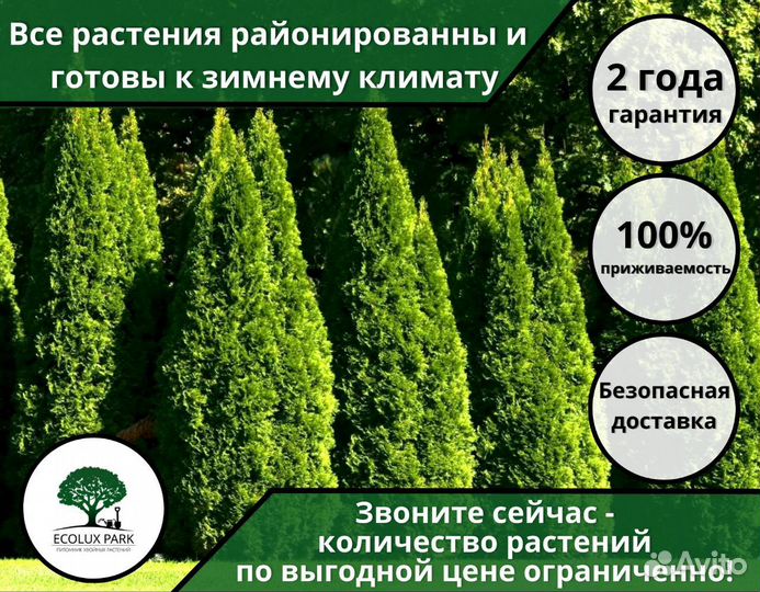 Саженцы Туи 175 см Оптом из питомника Гарантия