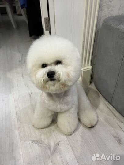 Кобель для вязки бишон фризе