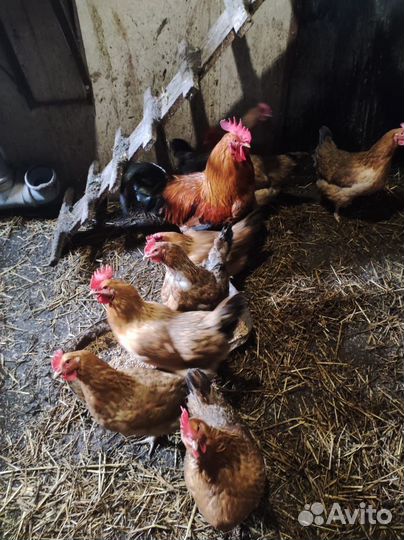 Инкубационное яйцо кучинская юбилейная