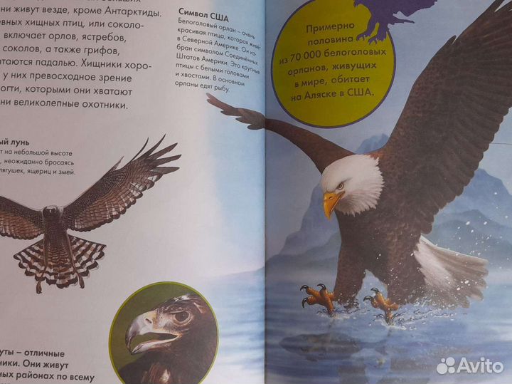 Животные лучшая энциклопедия для малышей