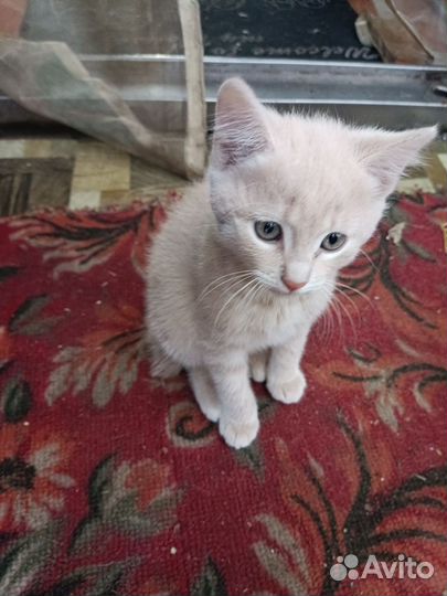 Кошка в дар