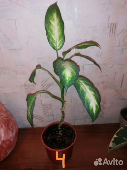 Диффенбахия Макулата Камилла