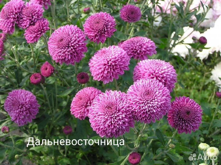 Черенки хризантемы