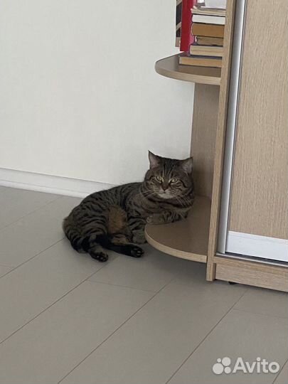 Шотландский кот бесплатно