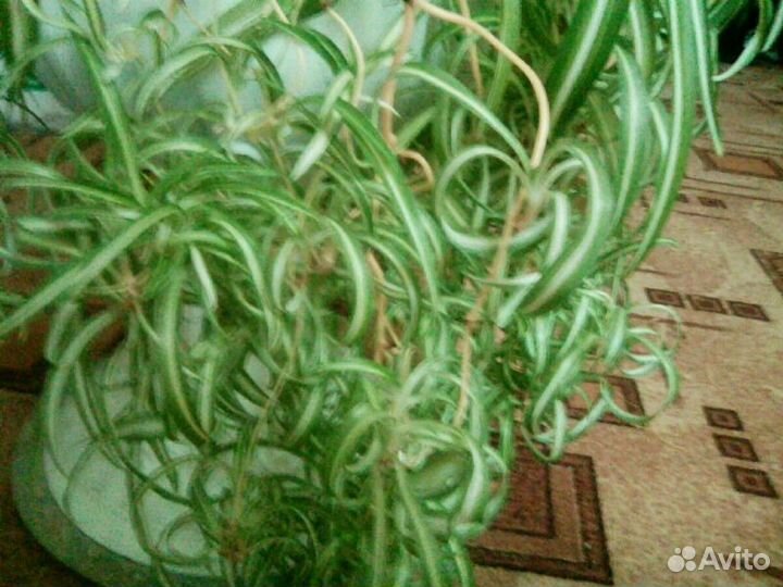 Хлорофитум хохлатый