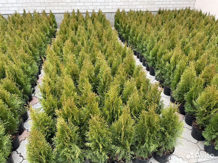 Туя Смарагд 50-60 см