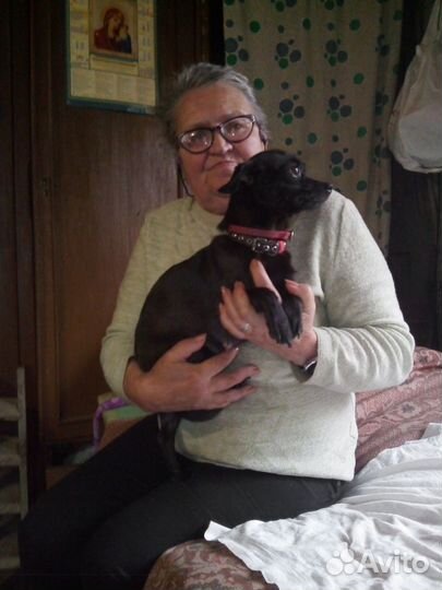 Йоркширский терьер щенки