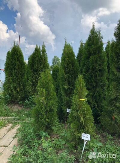 Туи из питомника