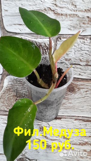 Комнатные цветы