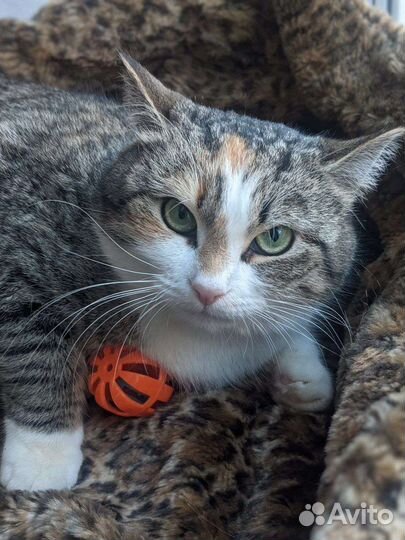 Кошечка плюшечка подушечка