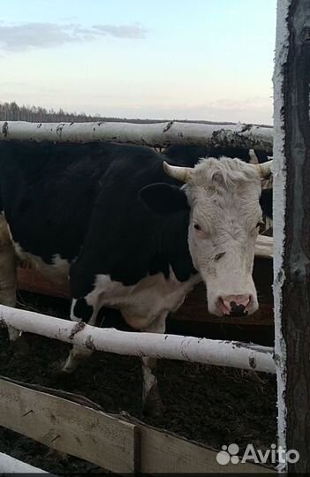 Корова дойная