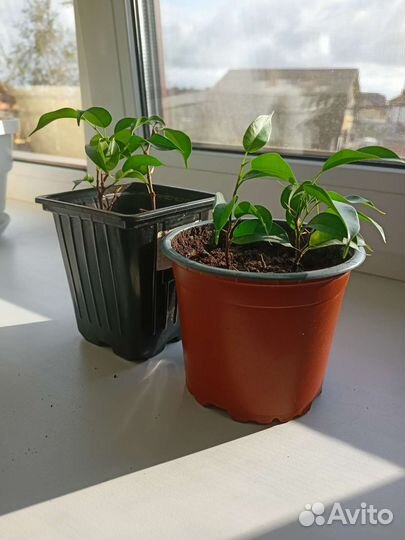 Комнатные растения