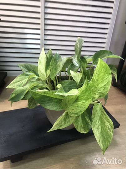 Эпипремнум