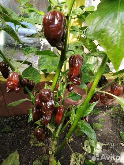 Семена острых перцев (Хабанеро, Халапеньо и др.)