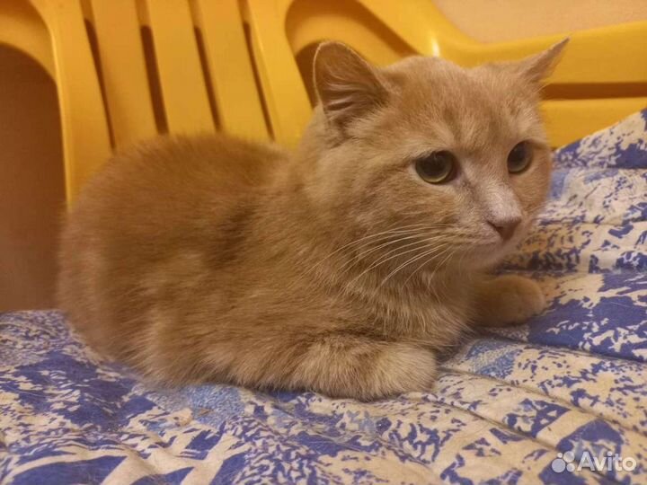 Кошка