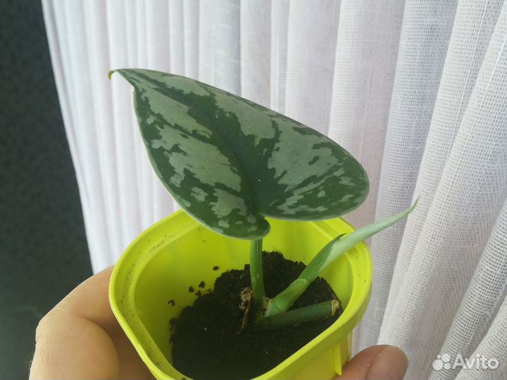 Стендаптус сатин черенок-верхушки