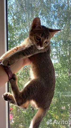 Котенок чаузи