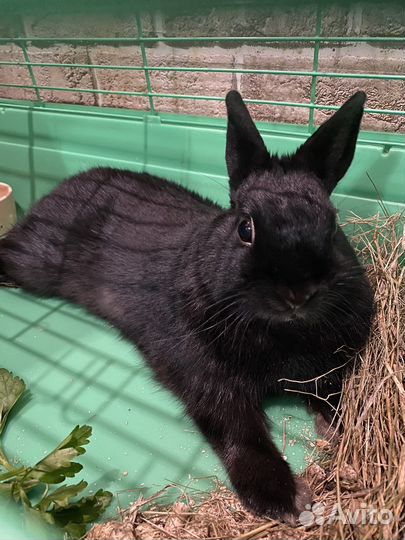Карликовый кролик с клеткой