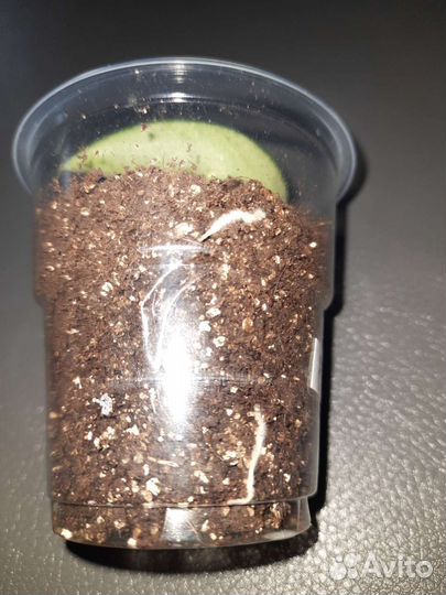 Хойя компакта Мауна Лоа