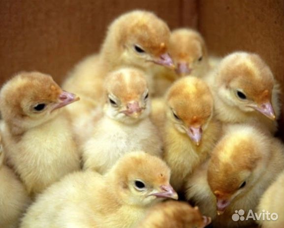 Индюшата 5 дней