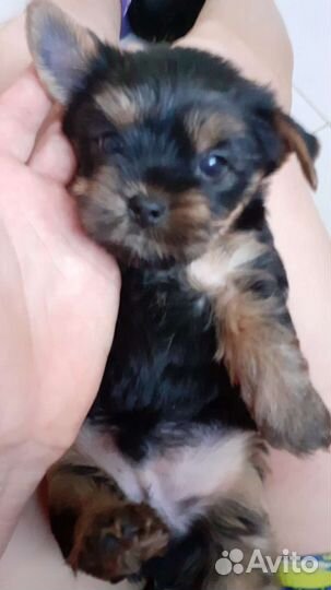 Щенки йоркшерского терьера